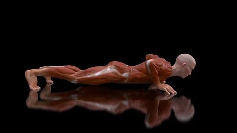 3D anatomy of a man doing pushups Ilustración de archivo