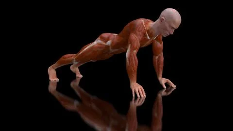3D anatomy of a man doing pushups Ilustración de archivo