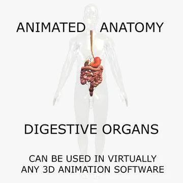 3D Anatomy Model Human: Animated Digestive Organs and Body ~ 3D Model  #90998076