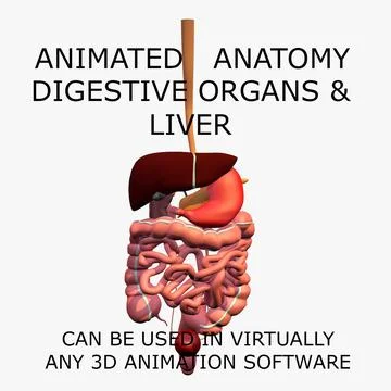 3D Digestive Models ~ Download a Digestive 3D Model | Pond5