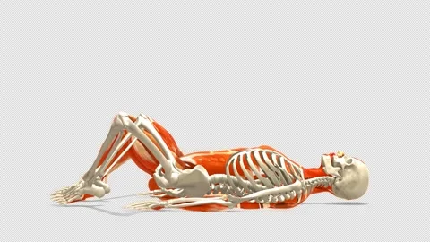 3D Anatomy System Supine Butterfly Stretch Side View Alpha Stock Footage 340127742