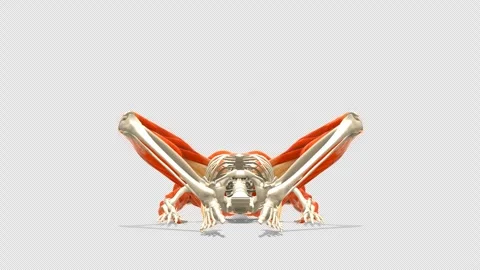 3D Anatomy System Supine Butterfly Stretch 180 View Alpha Stock Footage 340127845