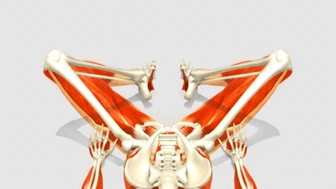 3D Anatomy System Supine Butterfly Stretch Front View Alpha Stock Footage 340128008