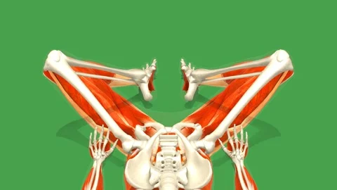 3D Anatomy System Supine Butterfly Stretch Front View Green Screen Stock Footage 340128336