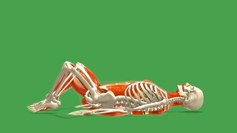3D Anatomy System Supine Butterfly Stretch Side View Green Screen Stock Footage 340128338