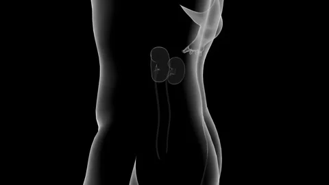 3D Anatomy Visualization of Human Kidneys in Motion Stock Footage 341776977