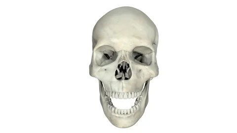 3D and Real Skull turntable footage. Looped. Video stock 90946992