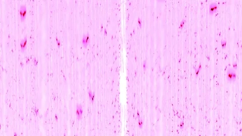 3D animated flashing glitter light show featuring hypnotic patterned tunnel and Stock Footage 335944293