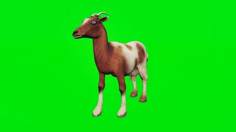 The 3D animated goats isolated on a green screen. Perfect for VFX Stock-Footage 329596371