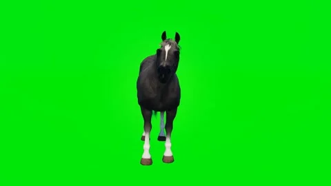 3D animated horse isolated on a green screen. Perfect for VFX compositing Stock Footage 329596341