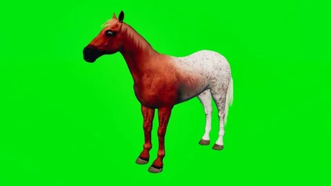 3D animated horse isolated on a green screen. Perfect for VFX compositing Stock Footage 329596351