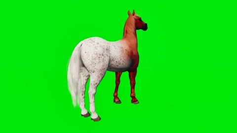 3D animated horse isolated on a green screen. Perfect for VFX compositing Stock Footage 329596352