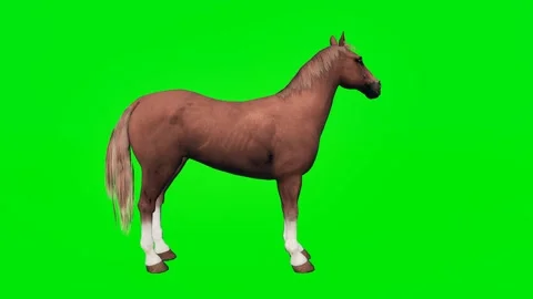 3D animated horse isolated on a green screen. Perfect for VFX compositing Stock Footage 329596386