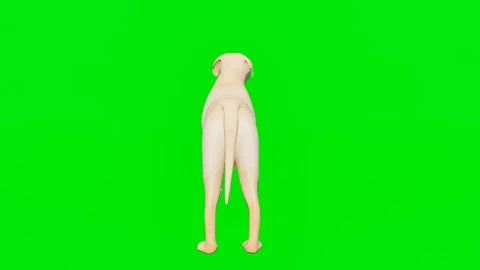 The 3D animated hound isolated on a green screen. Perfect for VFX Видео 329596438