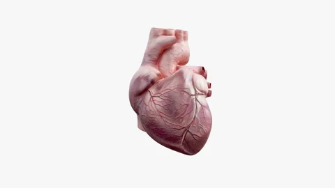 3D animated human heart Stock Footage 91167653