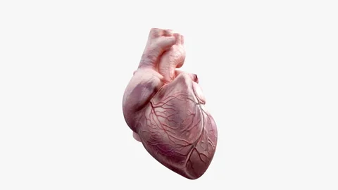 3D animated human heart Stock Footage 91167747