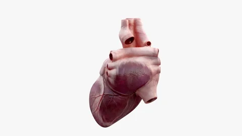 3D animated human heart Stock Footage 91372547