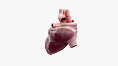 3D animated human heart Stock Footage 91522615