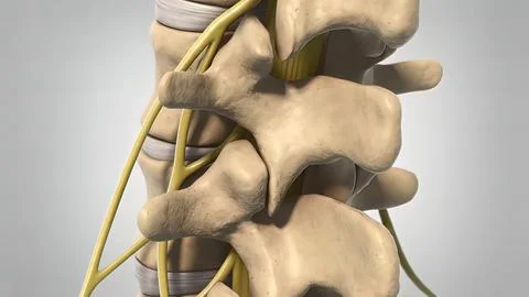 3D animated human skeleton spine degeneration in white Stock Illustration