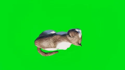 The 3D animated kitty isolated on a green screen. Perfect for VFX Video stock 329596421