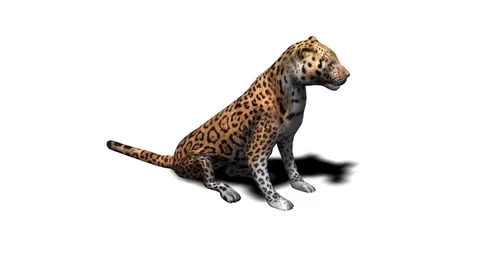 3D Animated Leopard Sitting Stock Footage 118268690