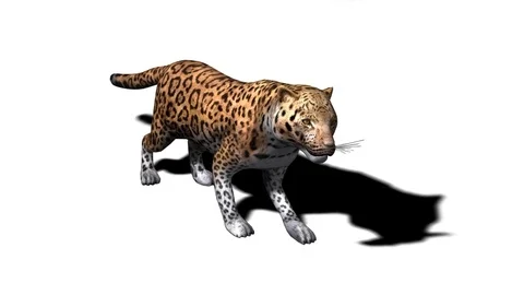 3D Animated Leopard standing idle Stock Footage 118268762