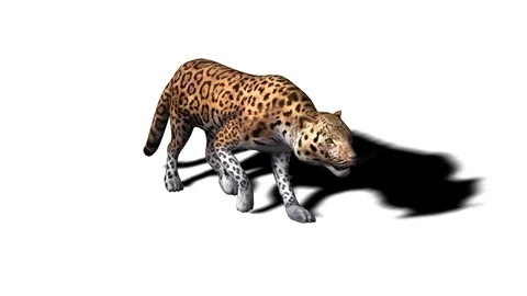 3D Animated Leopard walking Stock Footage 118268850