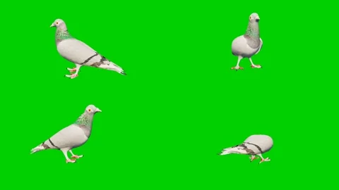 3D animated pigeon isolated on a green screen. Perfect for VFX compositing Stock Footage 329596156