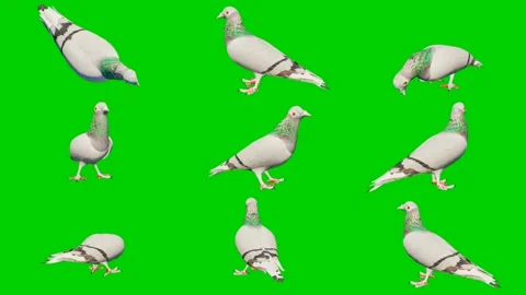 The 3D animated pigeon isolated on a green screen. Perfect for VFX Stock Footage 329596174