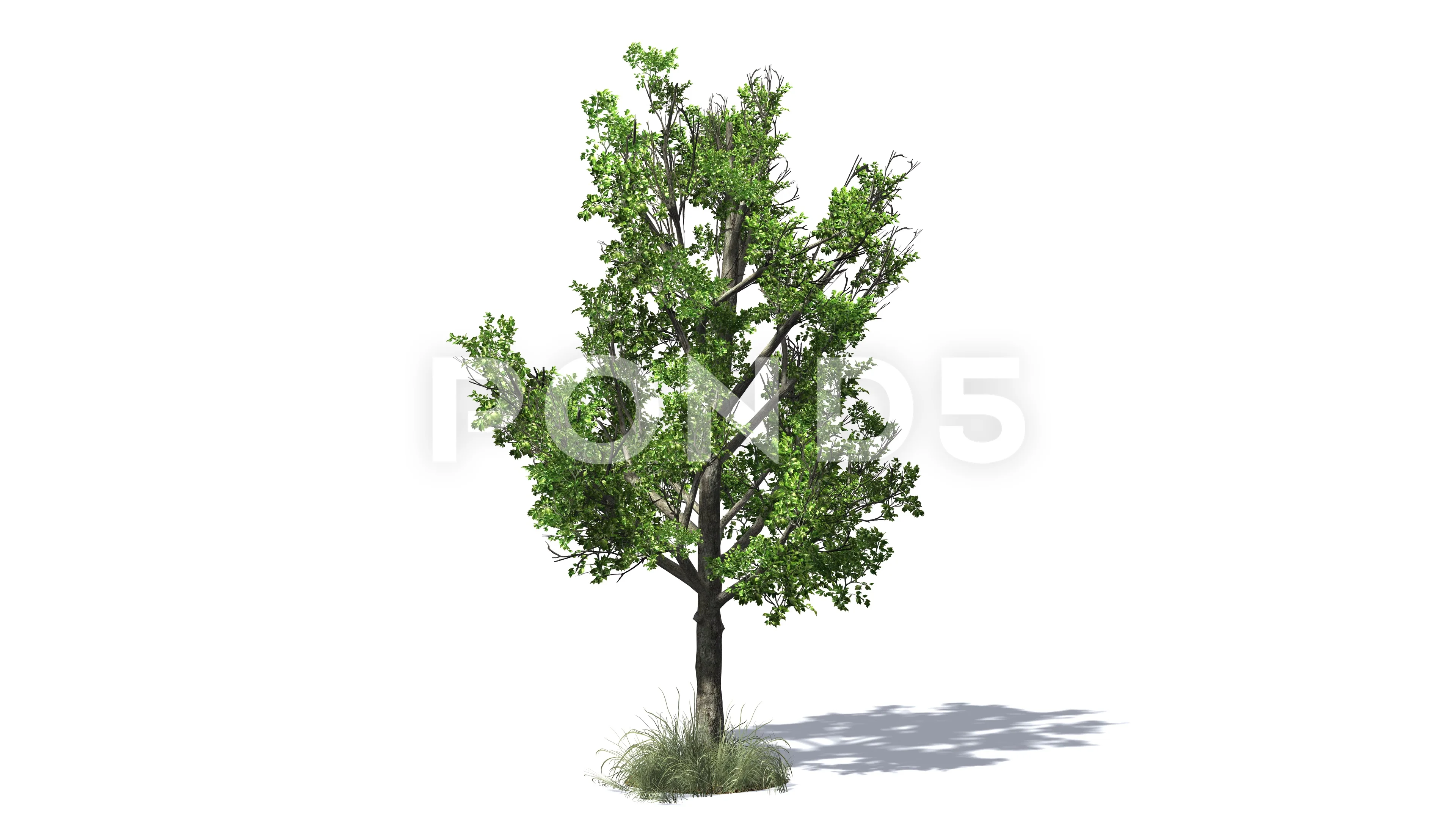 3D animated Red Maple tree with wind eff... | Stock Video | Pond5