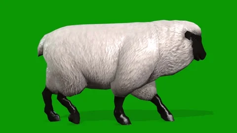 3D Animated Sheep Walking Right Green Screen-Loopable Clip Stock Footage 309613371