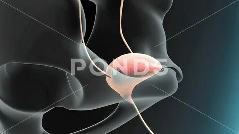 3D Animated Urinary system kidneys, ureters and bladder: Graphic #221343745