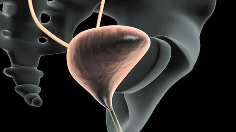 3D Animated Urinary system kidneys, ureters and bladder Illustrazione stock