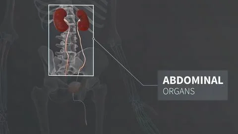 3D Animated Urinary system kidneys, ureters and bladder Stockillustratie