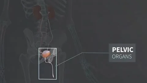 3D Animated Urinary system kidneys, ureters and bladder 스톡 일러스트