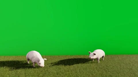 3D animated video of two pink pigs eating grass with a green screen backgrou Stock Footage 259017663