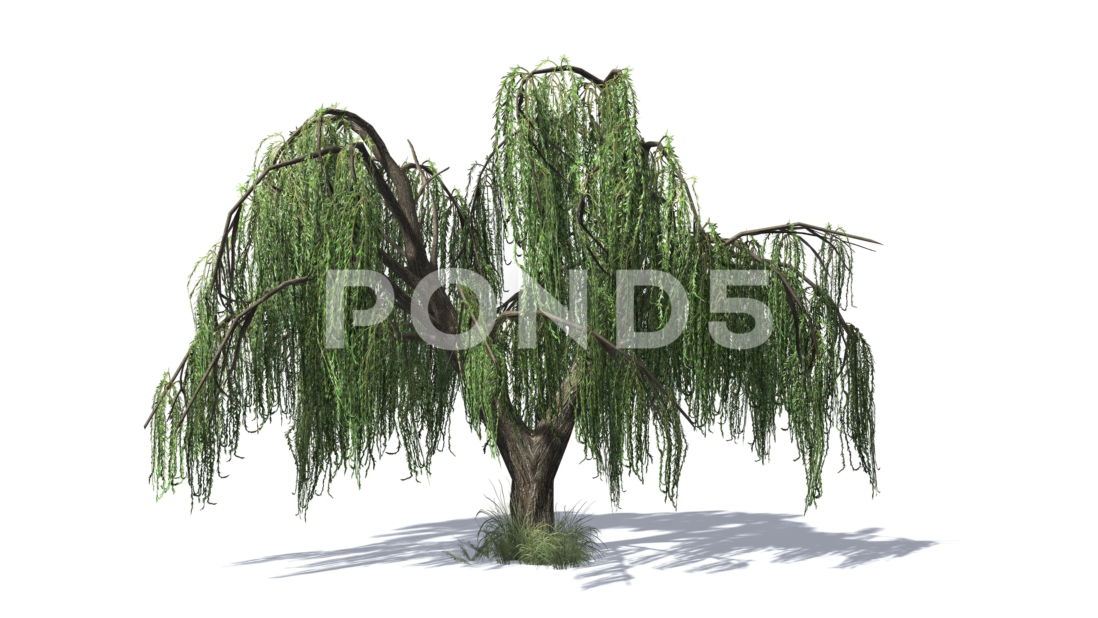 3D animated Weeping Willow tree with win... | Stock Video | Pond5