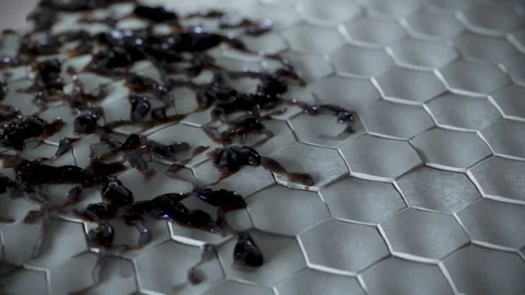 3D Animation of an abstract growing disease, mold cancer tumor, or Stock-Footage 169201588