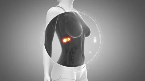 3D animation of  ADRENAL anatomy in loop Stock Footage 51476137