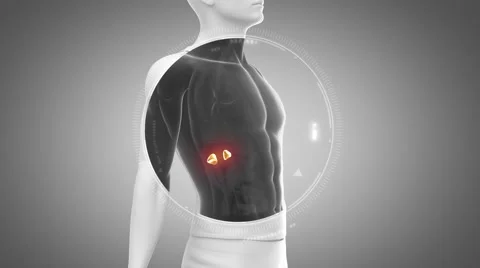 3D animation of  ADRENAL anatomy in loop Stock Footage 51476216