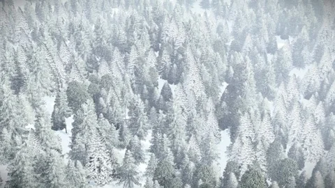 3D Animation Aerial View of Winter Pine Forest Background. Stock Footage 296148988