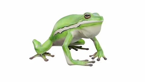 3d animation of American Green Tree Frog Stock Footage 241260652