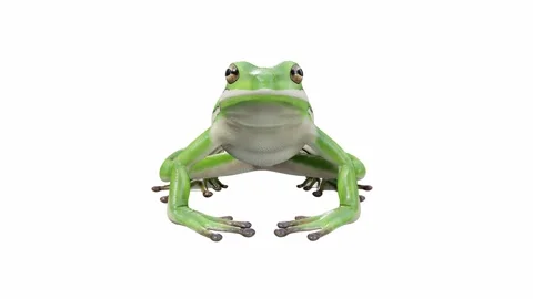 3d animation of American Green Tree Frog Stock Footage 241260672