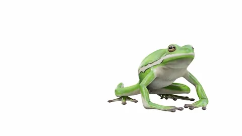 3d animation of American Green Tree Frog Stock Footage 241260688