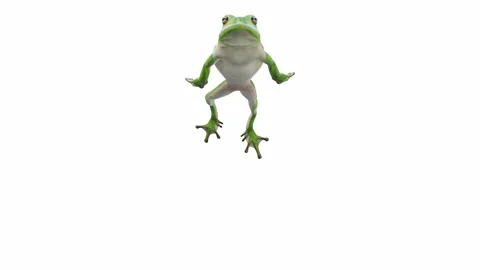 3d animation of American Green Tree Frog Stock Footage 241260701