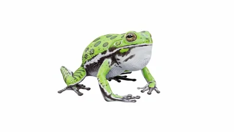 3d animation of Barking Tree Frog Stock Footage 241260737