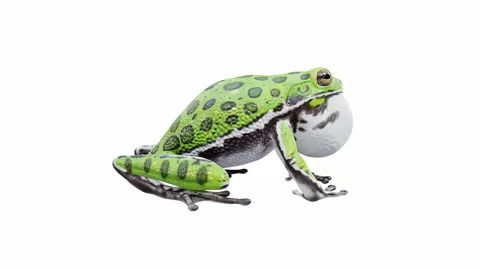 3d animation of Barking Tree Frog Stock Footage 241260743