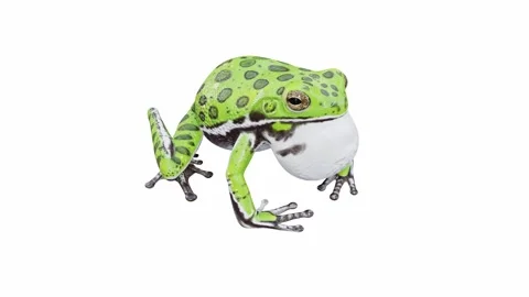 3d animation of Barking Tree Frog Stock Footage 241260748