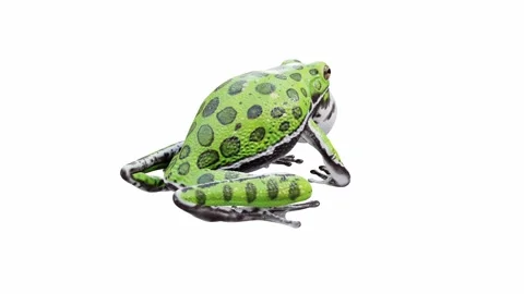 3d animation of Barking Tree Frog Stock Footage 241260750
