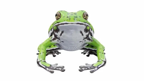 3d animation of Barking Tree Frog Stock Footage 241260761